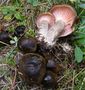 Hygrophorus camarophyllus